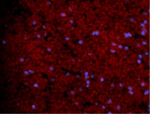 Tag-it Violet™ Proliferation and Cell Tracking Dye - Image 2