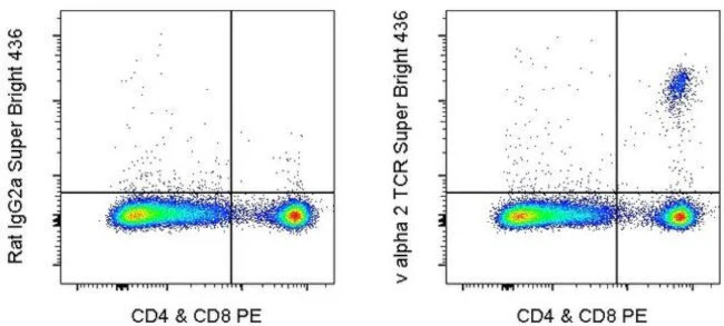 TCR V alpha 2 Monoclonal Antibody (B20.1), Super Bright 436, eBioscience