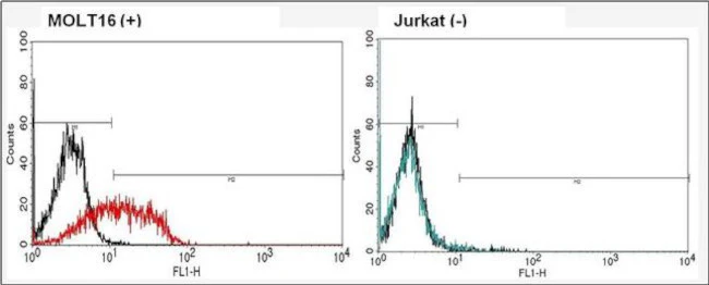 TCR V alpha 2 Monoclonal Antibody (F1)