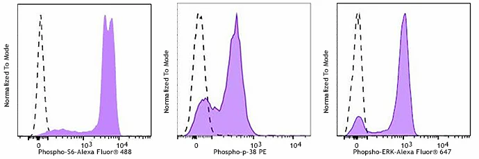 Veri-Cells™ Phospho PBMC (MAPK/ERK Pathway)