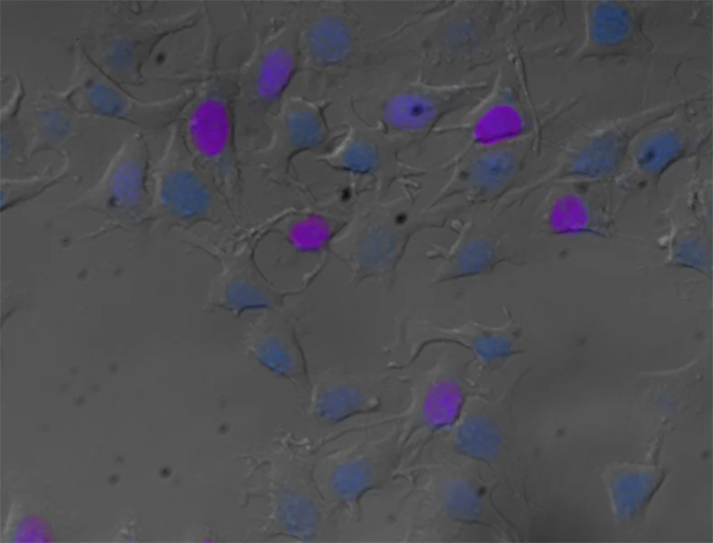 Zombie Violet™ Fixable Viability Kit - Image 2